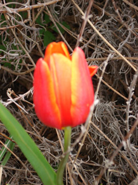 tulip photo