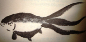 goldfish
