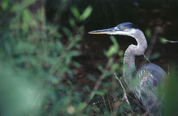 11twogreatblueherons