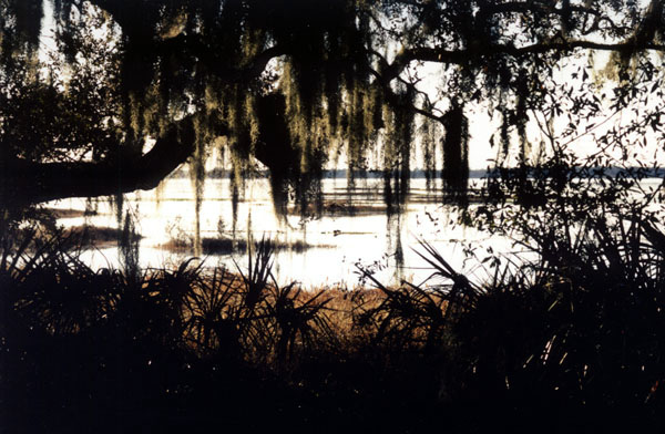 14swayingspanishmoss