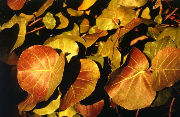 15alargeseagrapeleaf