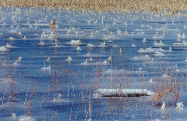 19waterfrozenfield