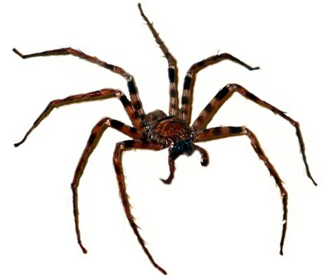 spider